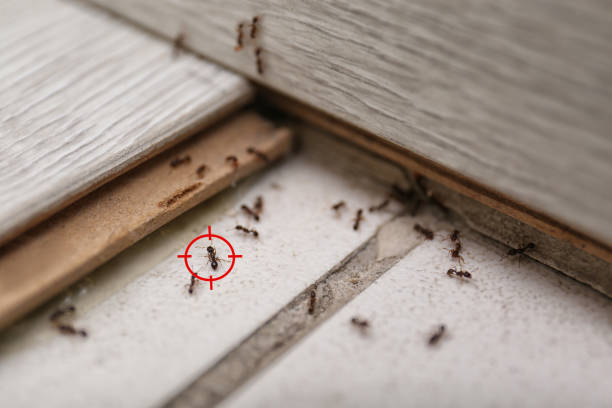 Pasadena, CA Pest Control Company