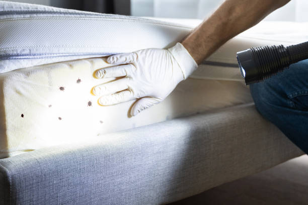 Best Local Pest Control Services  in Pasadena, CA