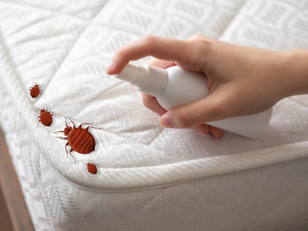 Flea Control Services in Pasadena, CA