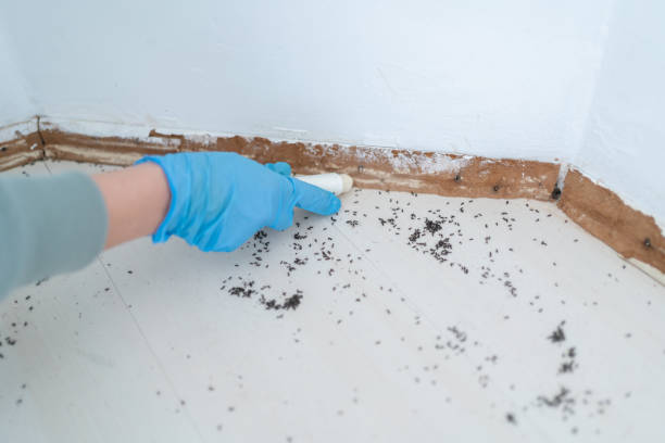 Best Pest Control Near Me  in Pasadena, CA